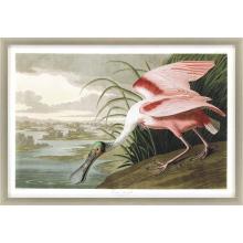 Paragon 13133 - Roseate Spoonbill Framed Art, Pink, Brown, Silver Frame Color, 48"W 13133