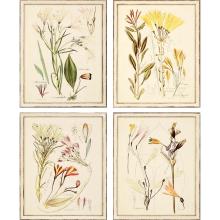 Paragon 13342 - Antique Botanicals Framed Art, Set of 4, Gray, White Frame Color, 18"W 13342