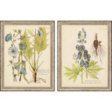 Paragon 13343 - Eloquent Botanicals Framed Art, Set of 2, Blue, Silver Frame Color, 21"W 13343