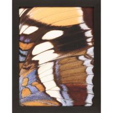 Paragon 13678 - Flicker Focus Framed Art, Brown, Blue, Brown Frame Color, 35"W 13678