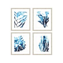 Paragon 14415 - Inkwash Kelp Framed Art, Set of 4, Blue, White Frame Color, 24"W 14415