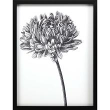 Paragon 14819 - Simple Floral - Bud Framed Art, Black, Black Frame Color, 33"W 14819