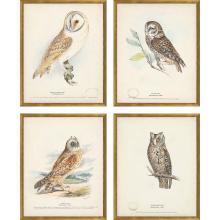 Paragon 15331 - Owls Framed Art, Set of 4, Brown, Gold Frame Color, 17"W 15331