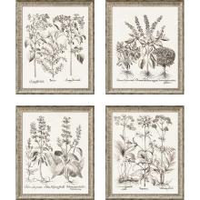 Paragon 15470 - Besler Botanicals Framed Art, Set of 4, Sepia, Silver Frame Color, 19"W 15470