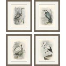 Paragon 15801 - Birds Set 4 Art Prints, 15801