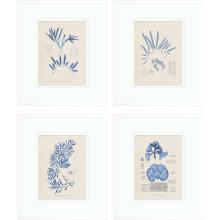 Paragon 15827 - Marine Algae I Framed Art, Set of 4, Blue, White Frame Color, 22"W 15827