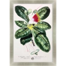 Paragon 31014 - Imperial Tropical I Framed Art, Green, Silver Frame Color, 37"W 31014