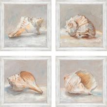 Paragon 31046 - Shell Study Framed Art, Set of 4, Blue, White Frame Color, 19"W 31046