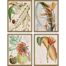 Paragon 6429 - Tropical Variety Framed Art, Set of 4, Orange, Gold Frame Color, 19"W 6429