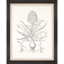 Paragon 7064 - Hyacinthus Framed Art, Gray, Brown Frame Color, 39"W 7064