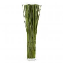 John-Richard JRB-1746W - Elephant Reed In Water Botanical, Green, Clear Vase, 14&34;W JRB-1746W